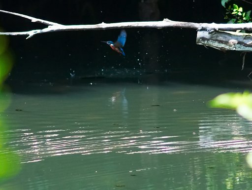 「瞬」水中からジャ〜〜ンプ！