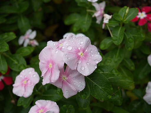 雨のぱらつく公園で