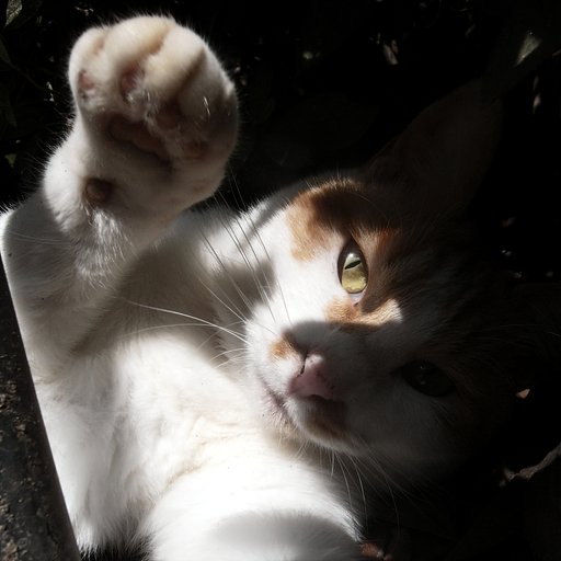 猫パンチ・・