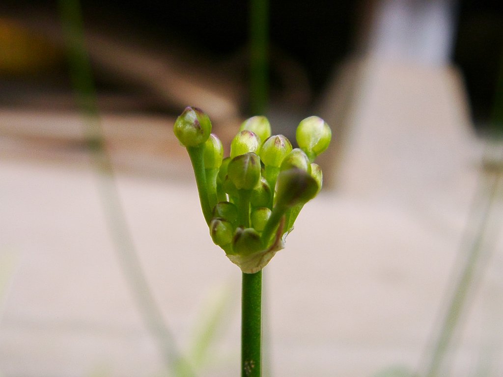 ラッキョウに蕾！