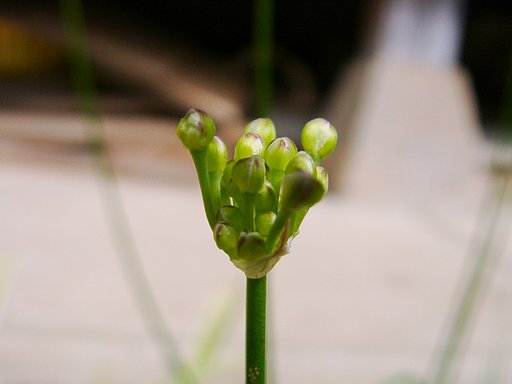 ラッキョウに蕾！