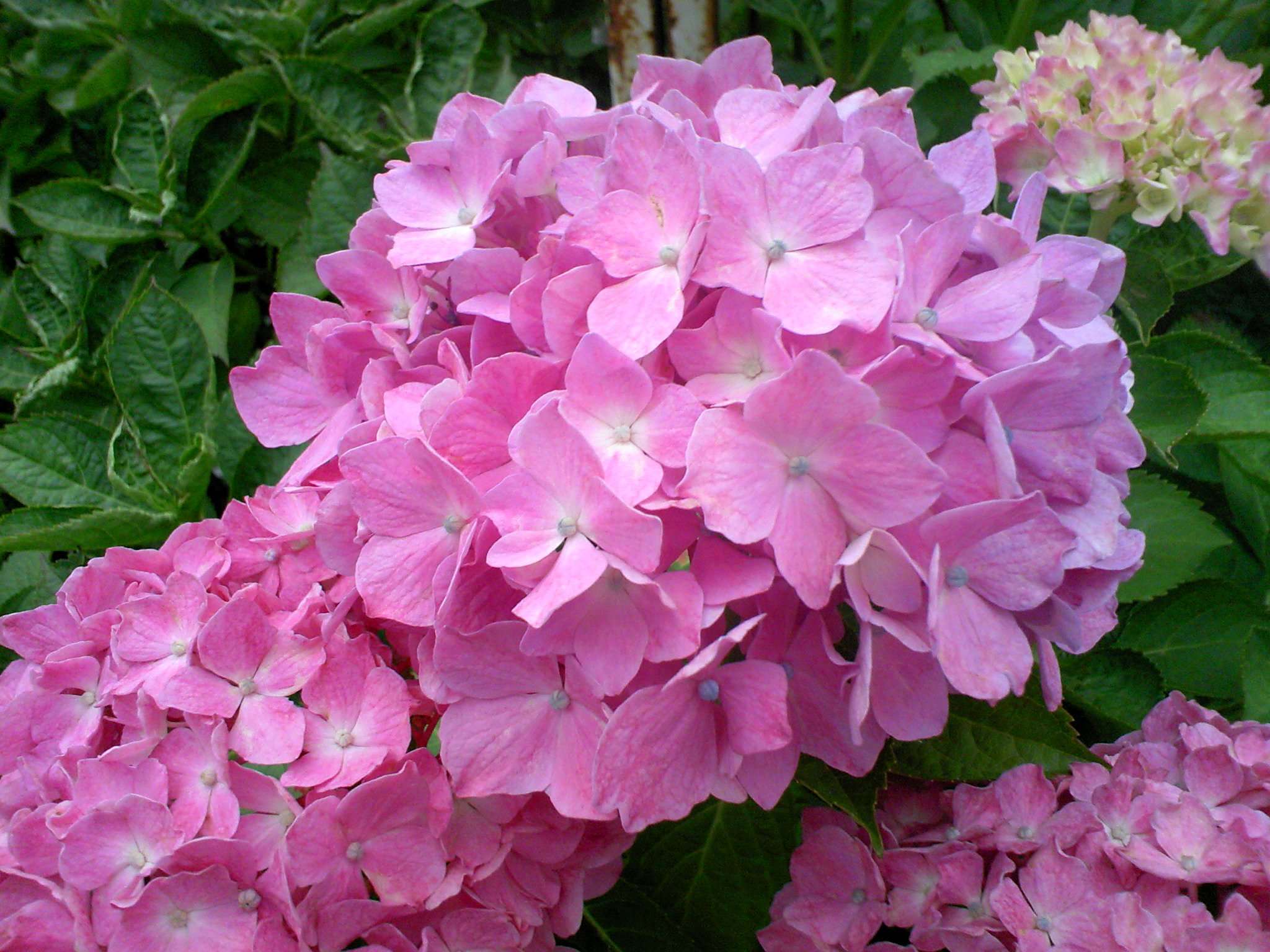 ビンクな紫陽花