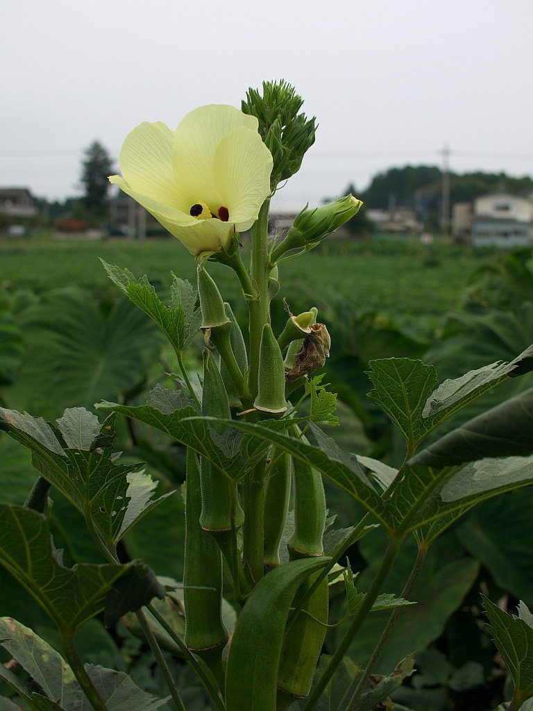 オクラの花・・・