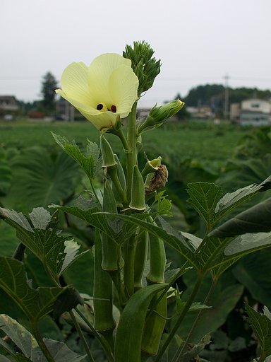 オクラの花・・・