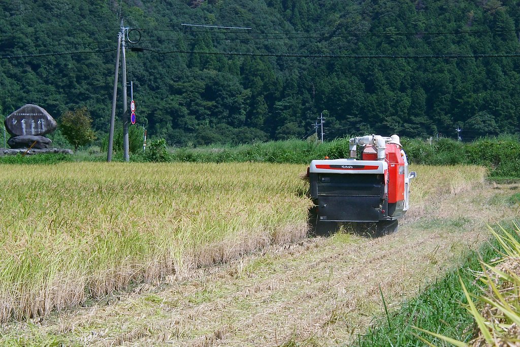 こしひかりの稲刈りして頂きました。