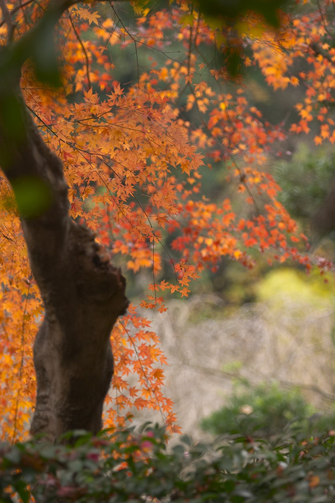 鎌倉明月院