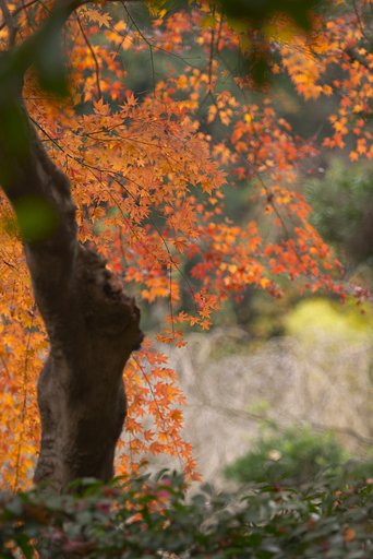 鎌倉明月院