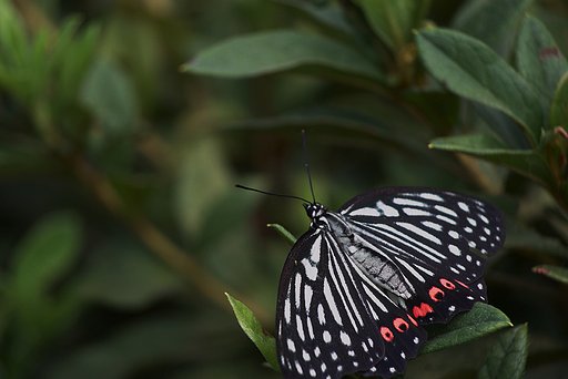 「瞬」アカボシゴマダラ