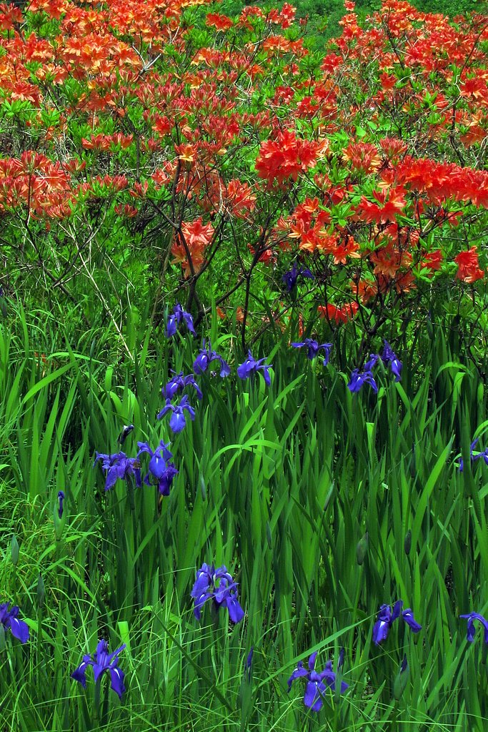 花の宴