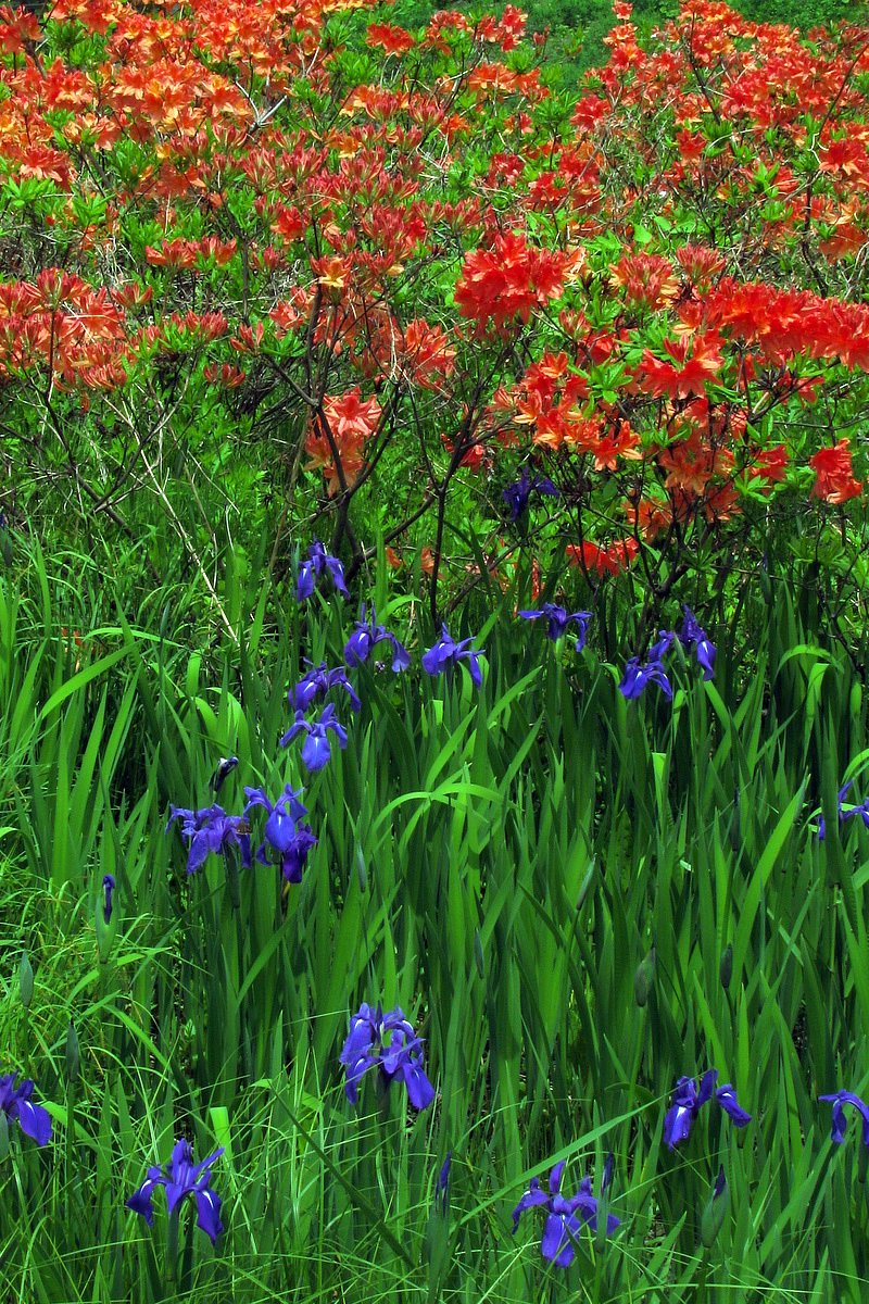 花の宴