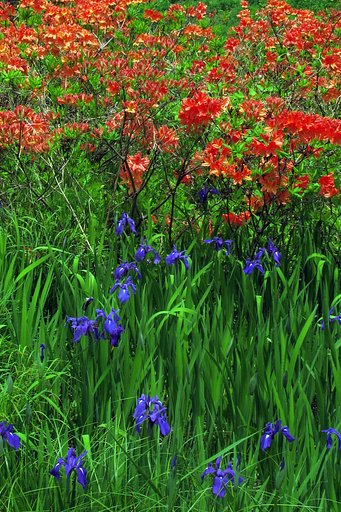 花の宴