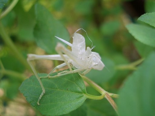 珍しい？もの（２）