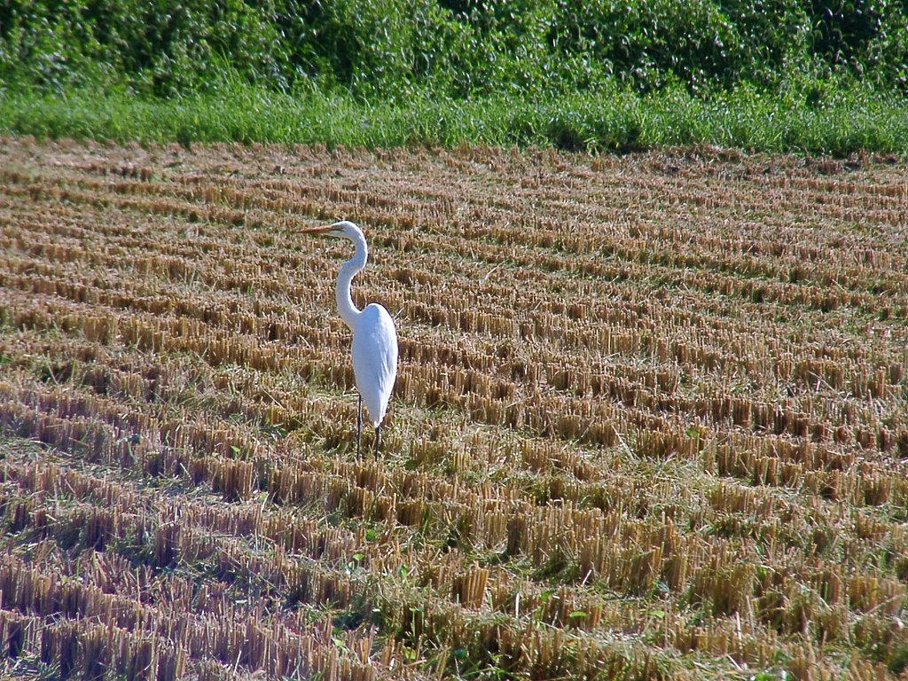ダイサギ？、亜種チュウサギ？