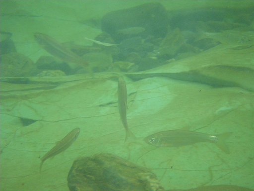 ウグイの泳ぐ川　その２