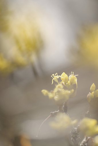 幻灯