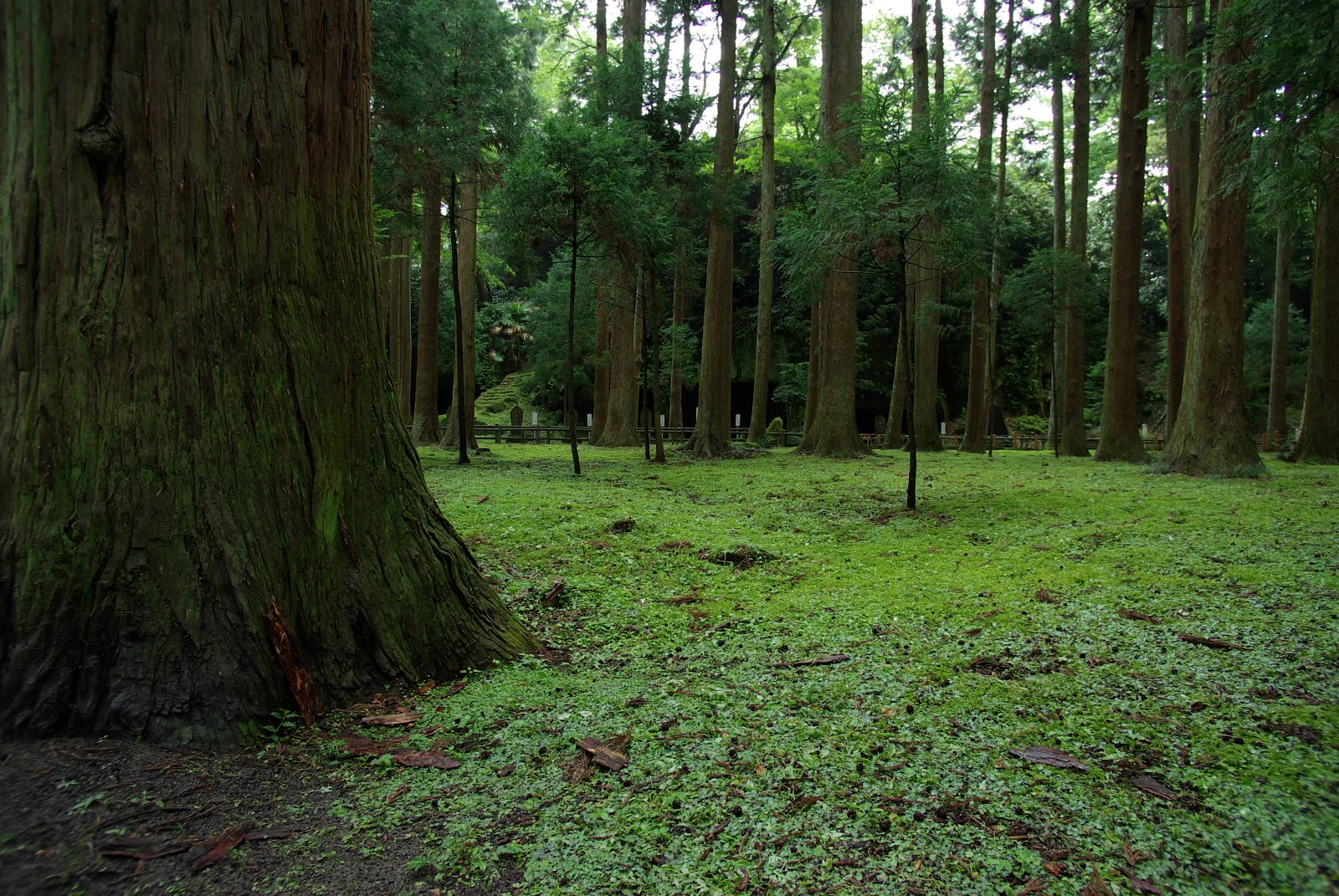瑞巌寺参道