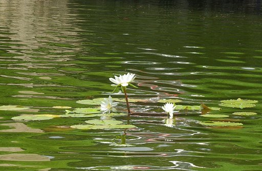 波に溶ける