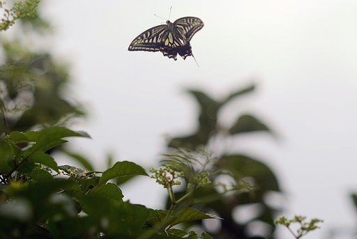 「瞬」ナミアゲハの飛翔