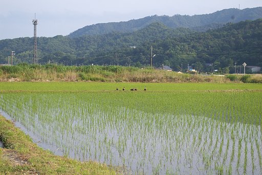 朝食の済んだカルガモさん達