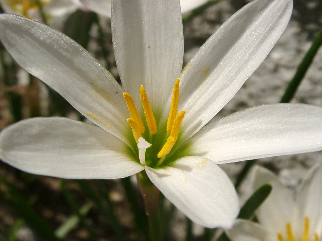 タマスダレ(再)