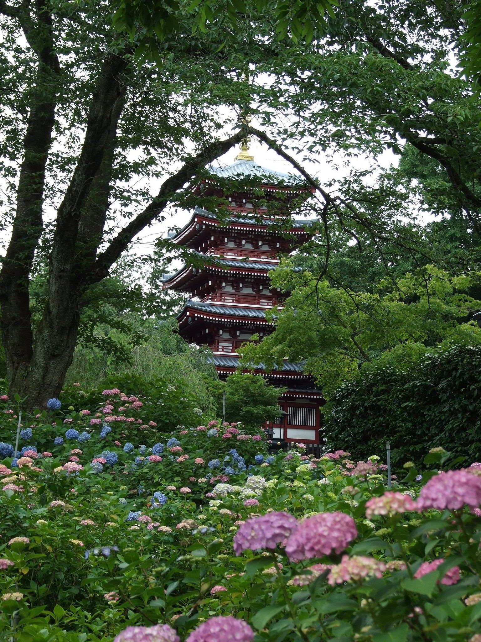 紫陽花と五重塔