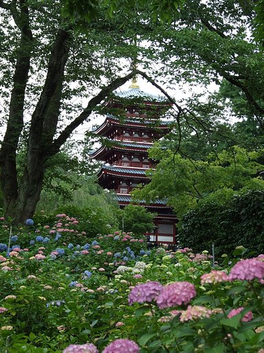 紫陽花と五重塔
