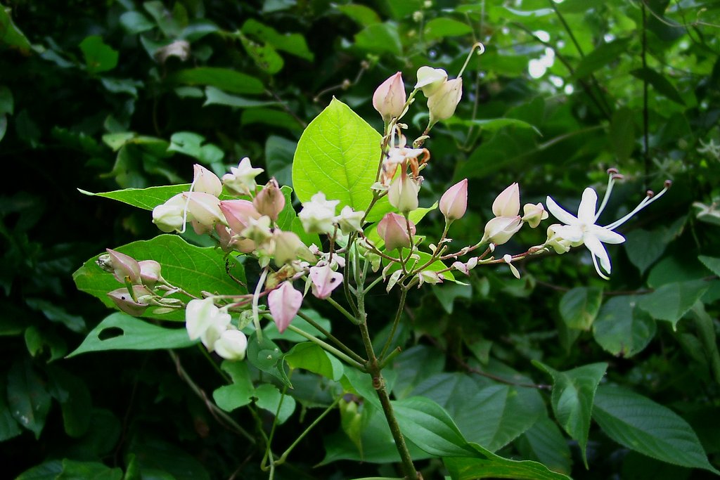 クサギの花