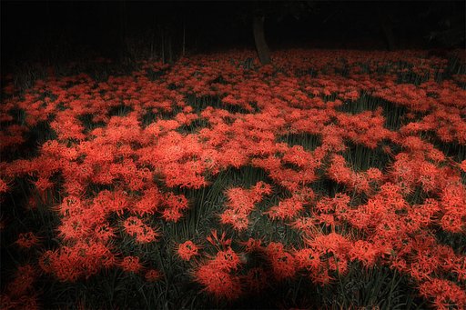 早朝のヒガンバナ