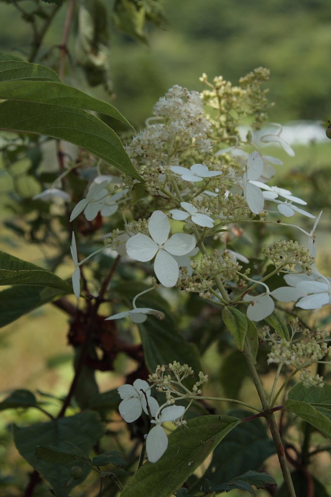 ８月の紫陽花２