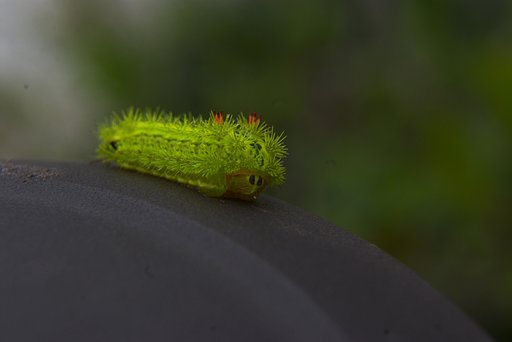 「瞬」なんの幼虫だろか？