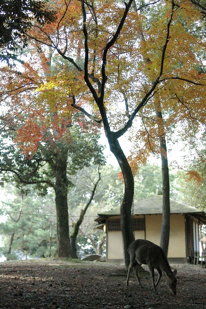 鹿紅葉