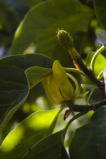 tree magnolia