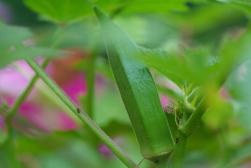 庭の野菜②