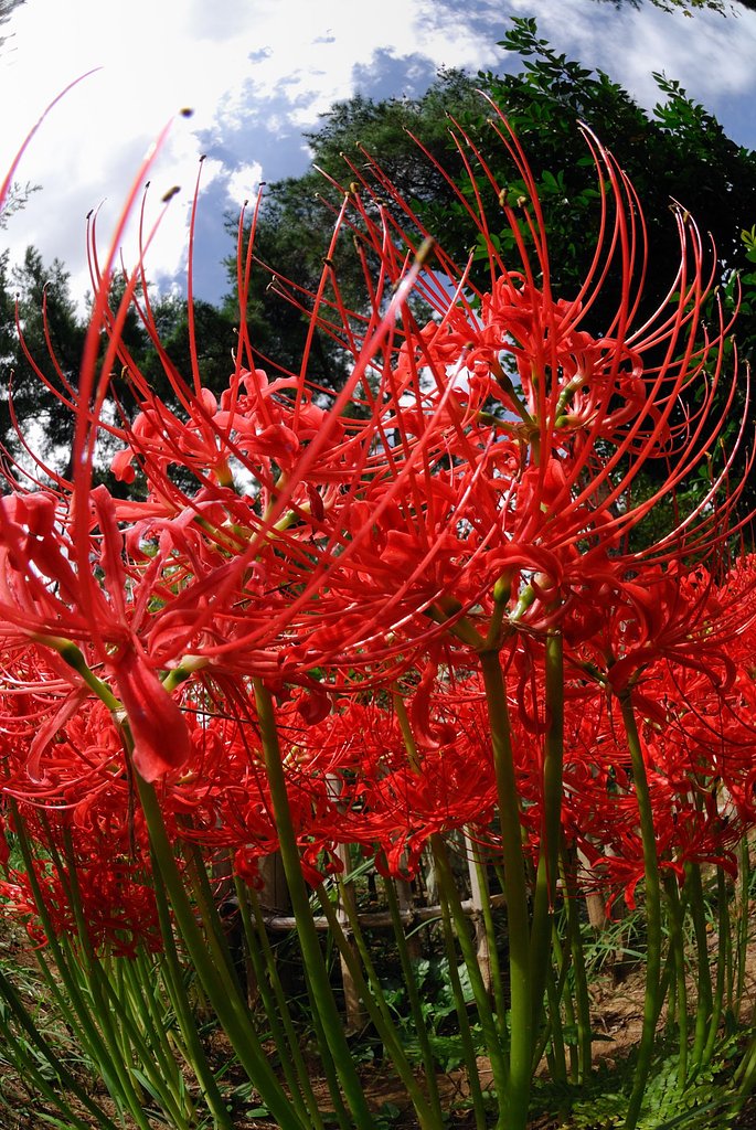 彼岸花