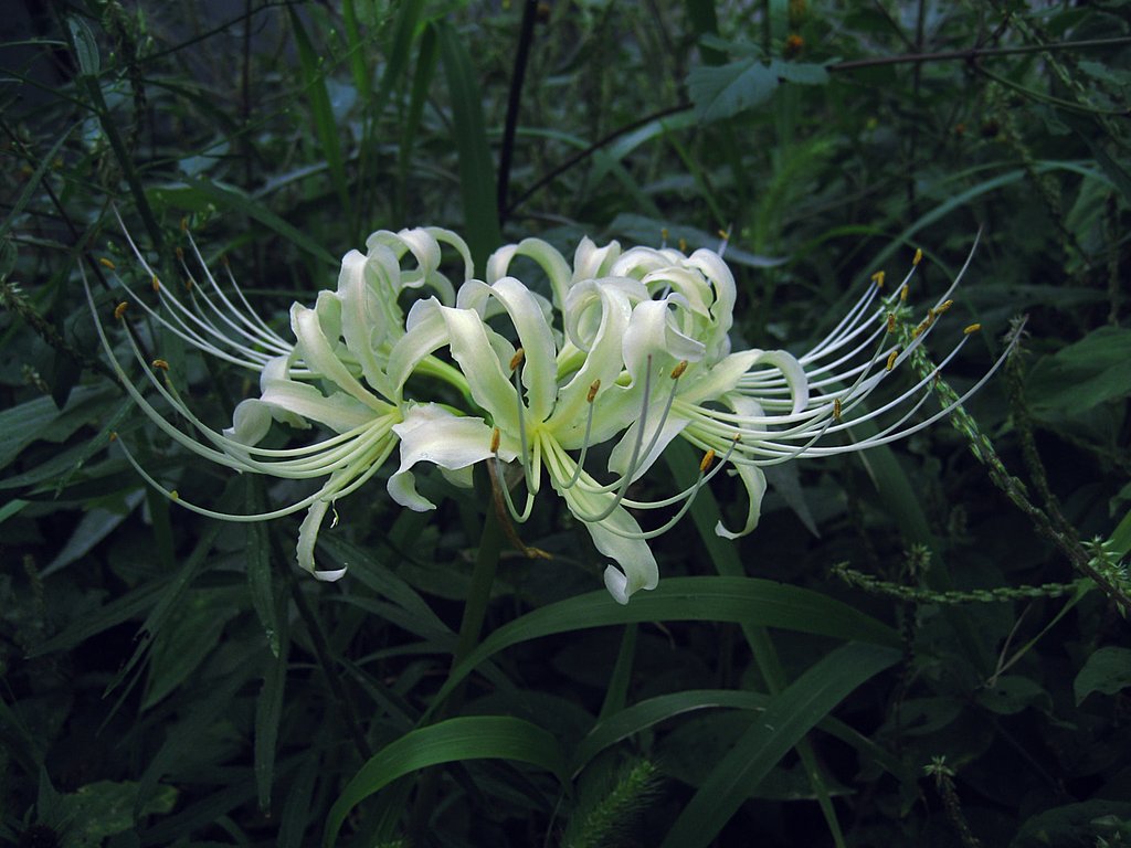 白い彼岸花