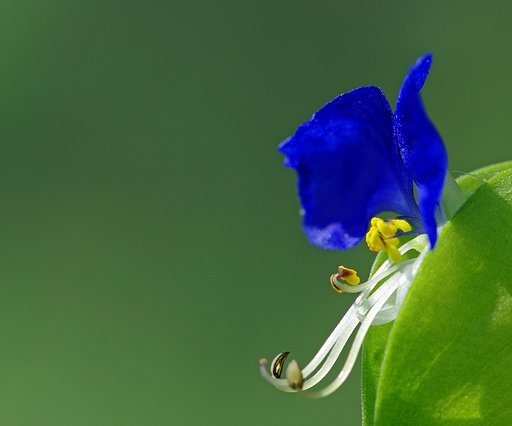 露草