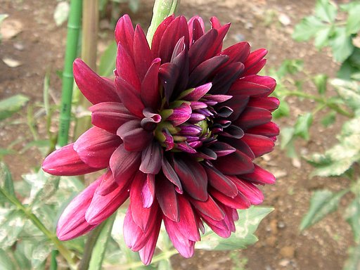 ★初秋の花々-13 ダリア⑬