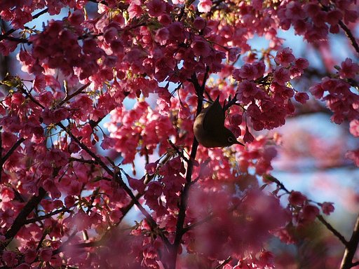 そして・・・桜