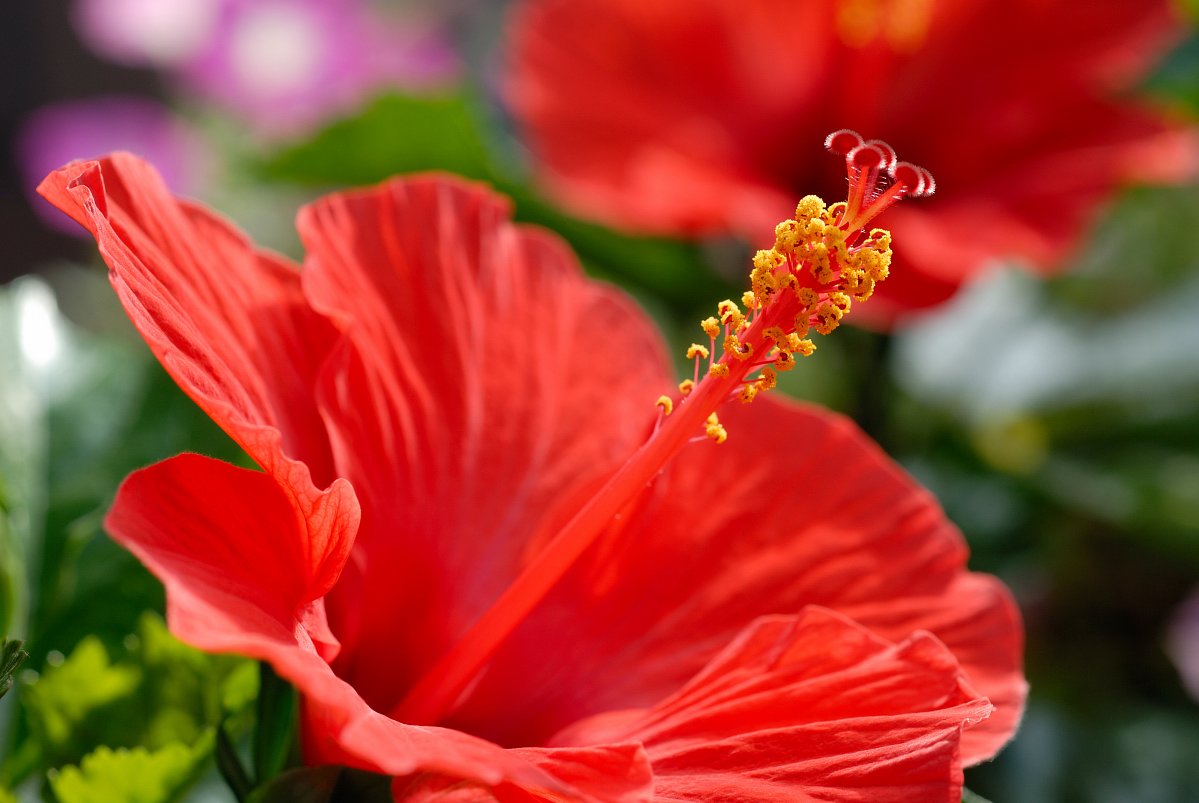 やっと開花。