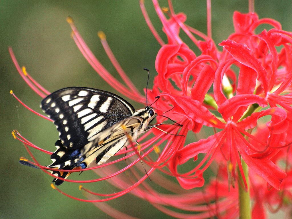 【瞬】アゲハと旬の花