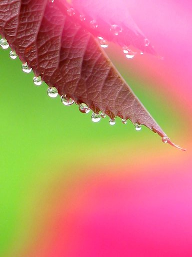 Flower Fantasy 〜番外編〜