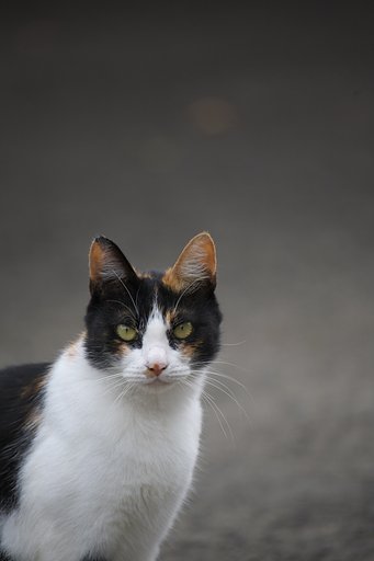 何か用かにゃ〜