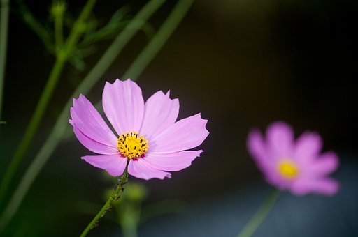 信州はコスモスが似合います。