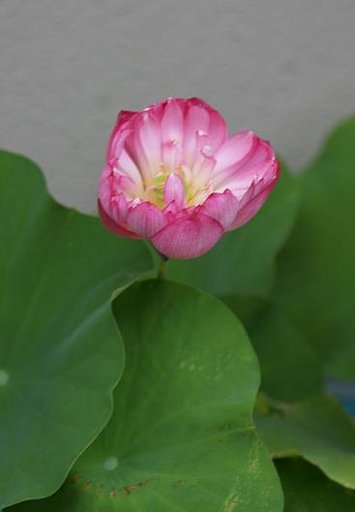 我が家の蓮の花