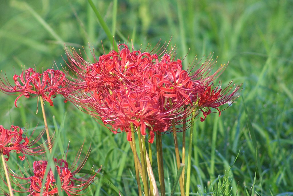 M42 400mmで撮った彼岸花