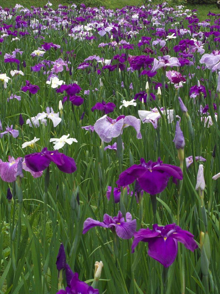 花菖蒲