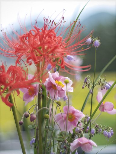 彼岸中日墓参の花