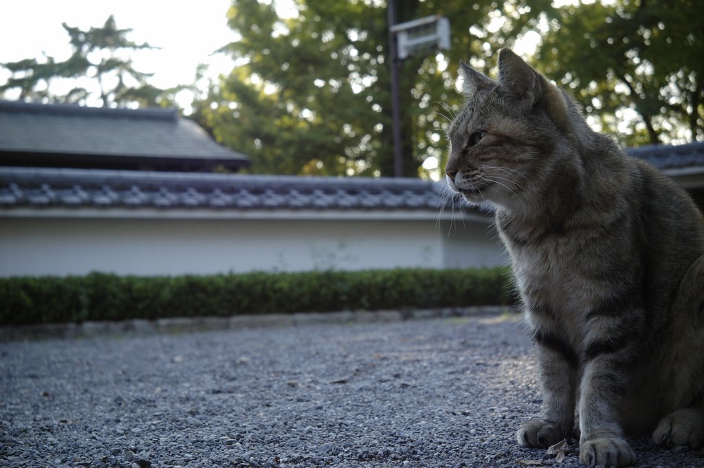 ノラ