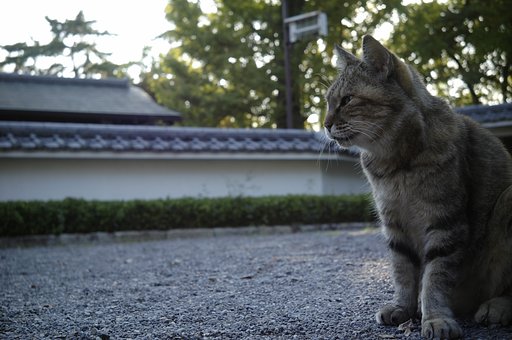 ノラ