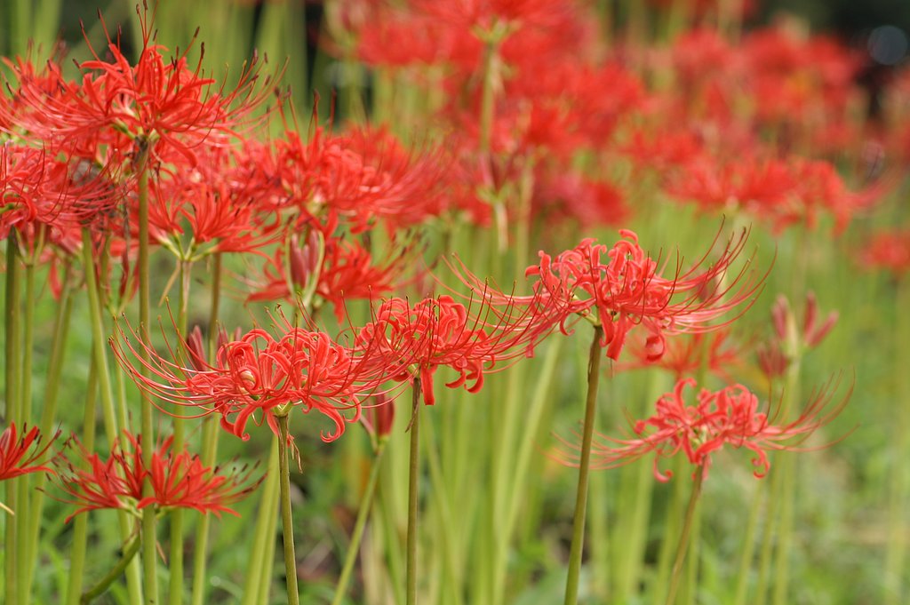 【瞬】の花